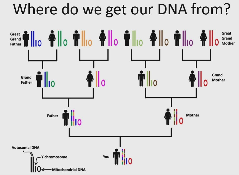 DNA Origins