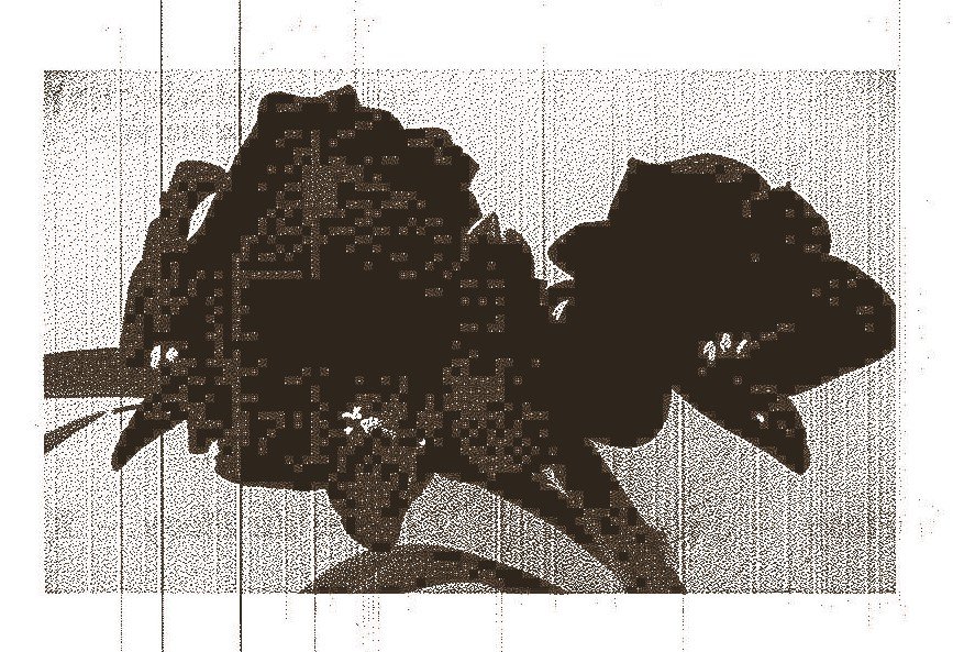 BIERMAN-Dorothea-Maria-Nn-Thea-nee-Heymans-1943-2009-F_98