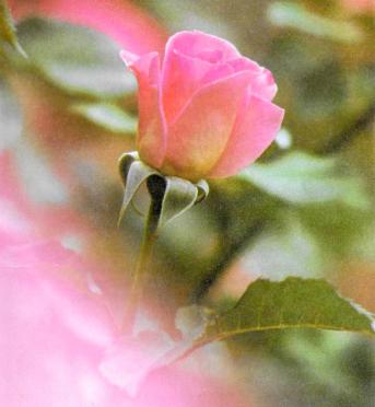 BLIGNAUT-Maria-Salomina-Nn-Salma-1939-1999-F