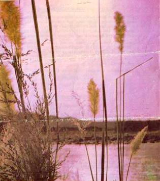 BRINK-Cornelia-Martha-Maria-néé-Venter-X-VanDerMerwe-1895-1979-F_99