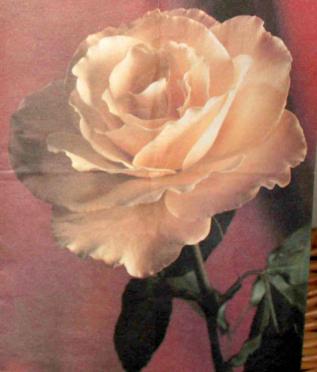 CRONJÉ-Robert-Cornelius-1928-1999-M_99