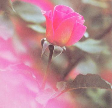 ELS-Eva-Dorothy-Catherine-1923-1990-F