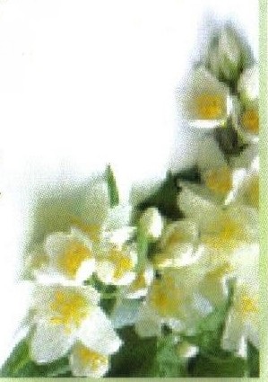 GERBER-Babsie-1922-2013-F_98