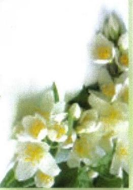 GERBER-Babsie-1922-2013-F_98