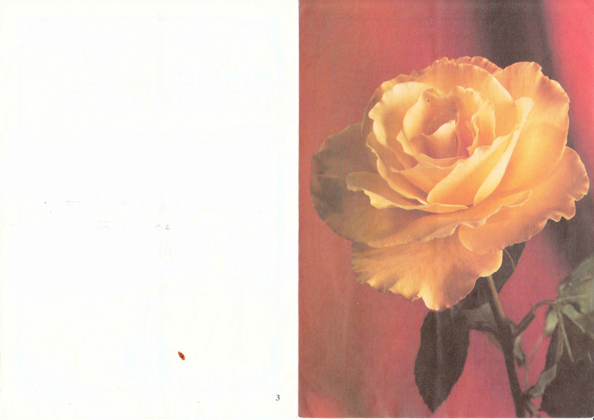 McCLELAND-Yvonne-1929-1998-F_1