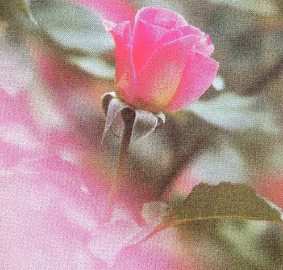 STEYN-Natasha-1988-1991-F_01