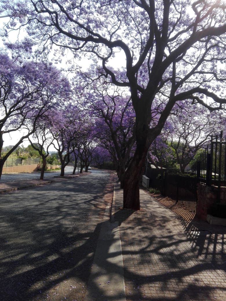 jacaranda